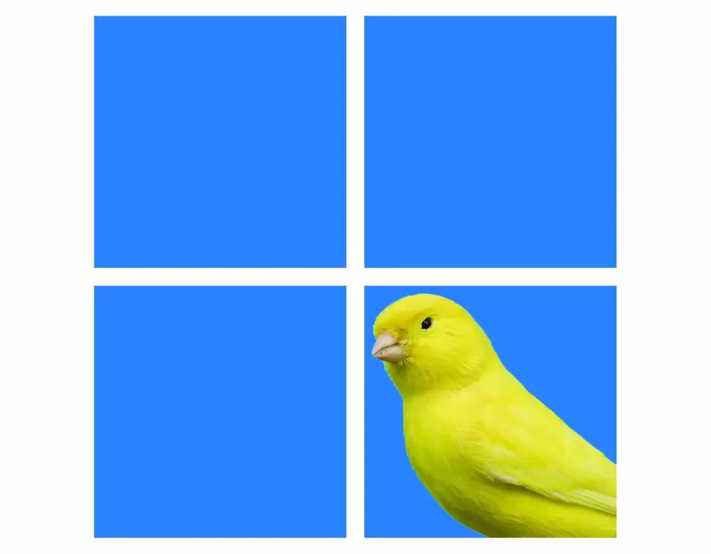 Canary-Windows-11.webp