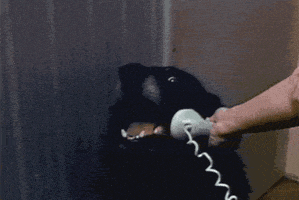 dog hello GIF