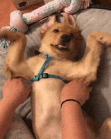 dog flapping GIF