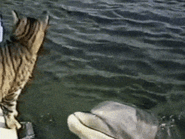 cat dolphin GIF
