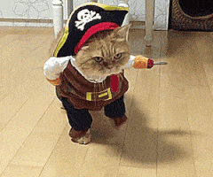 cat costume GIF