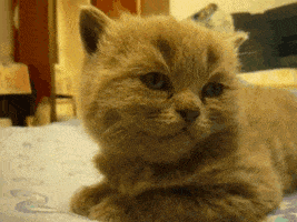 Drunk Good Night GIF
