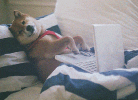 Shiba Inu Reaction GIF