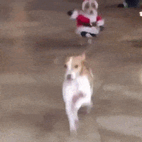 santa dog mood GIF