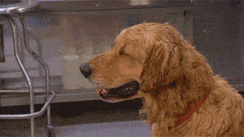 hot dog GIF