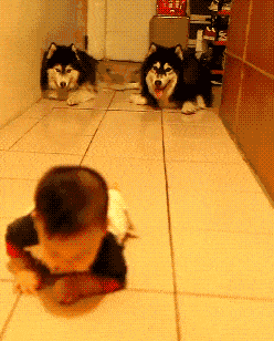 43 animated gifs.gif