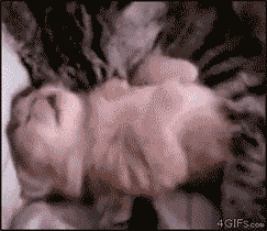205 animated gifs.gif