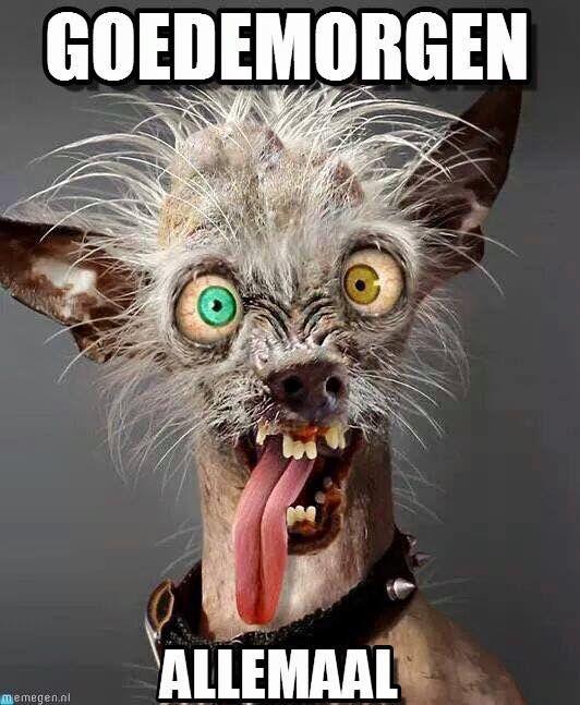 696eb008bdc18128fa54151c4b7e45dd--ugly-dogs-crazy-dog.jpg