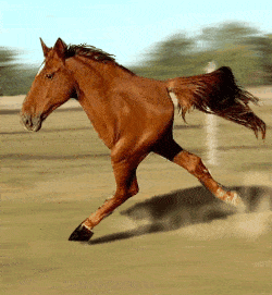 808876482_retardedRunninghorseONEwith2legs.gif.c94026e80e96adf9c883f46154439d4f.gif
