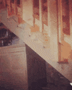 Spider cat, spider cat GIF