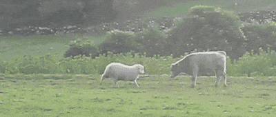 http://gifrific.com/wp-content/uploads/2014/01/Sheep-Runs-at-Cow-and-Touches-Head.gif