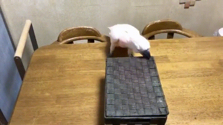 https://i.imgur.com/URkcorX.gif