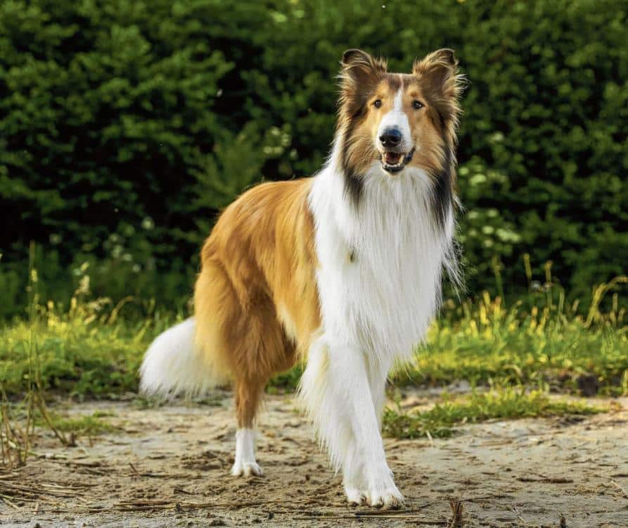 Lassie is nog altijd ontroerend.