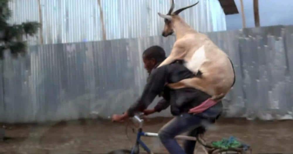 goatonbike.thumb.jpg.7736c7f9fe53ab3e4d847077290633cc.jpg