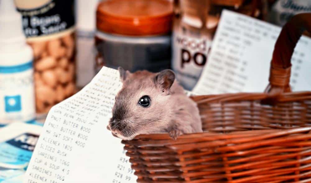 hamster-shopping-4940922.jpg