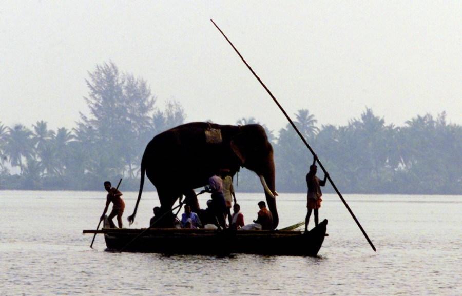 kerala-aana-on-boat.jpg