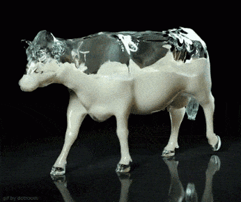 melkkoe.gif