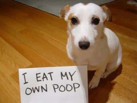 reasons-for-weird-dog-behavior4.jpg