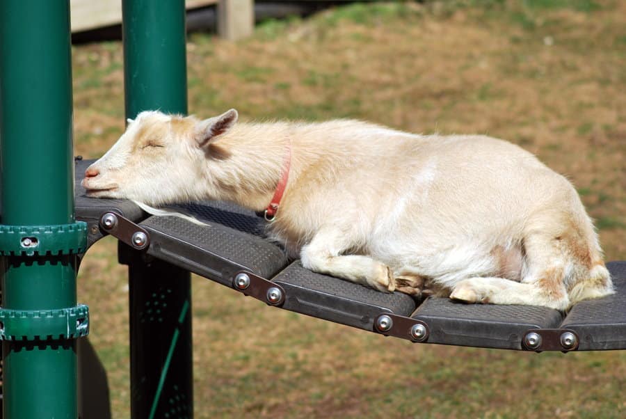 sleeping_goat_by_allsock-d4ryj8o.jpg