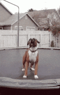tenor.gif