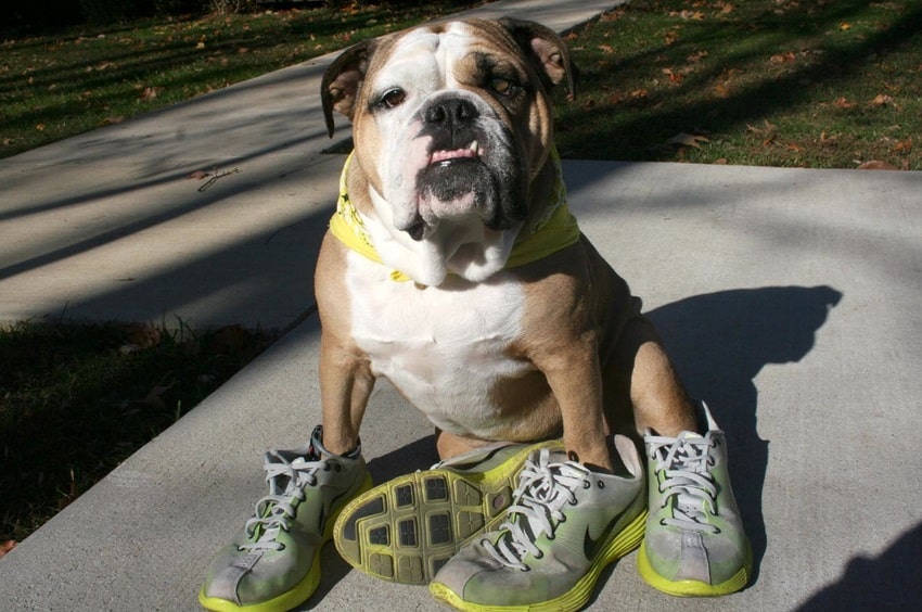 the-world_s-top-10-best-images-of-dogs-i
