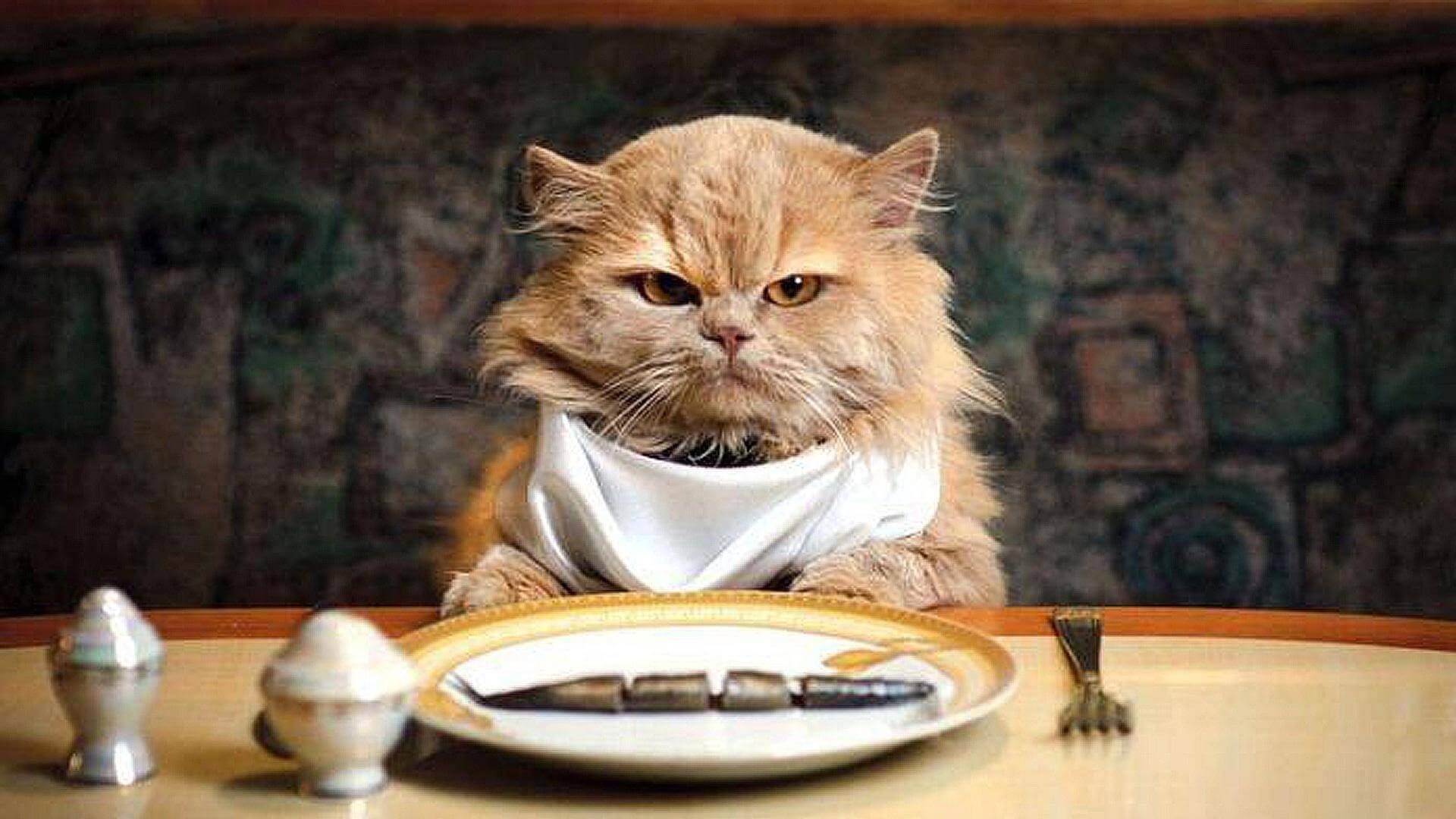 wallpaper-cat-eat-fish.jpg