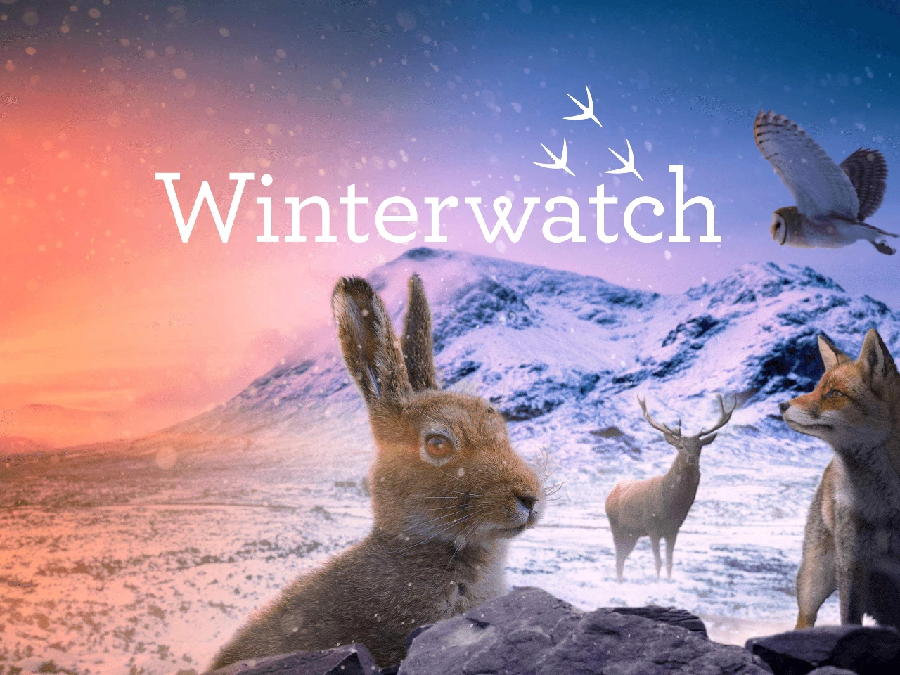 Winterwatch
