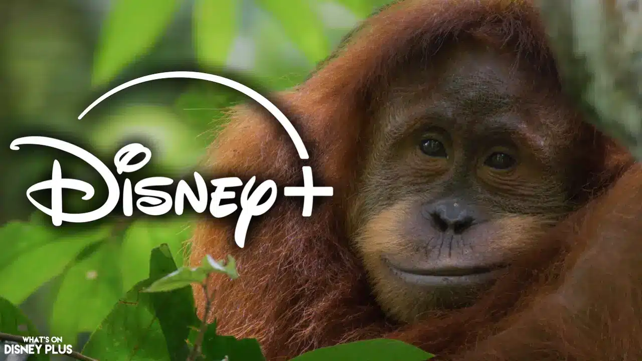 Orangutan
